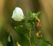 2020 09 19 LongFellowGardens 031